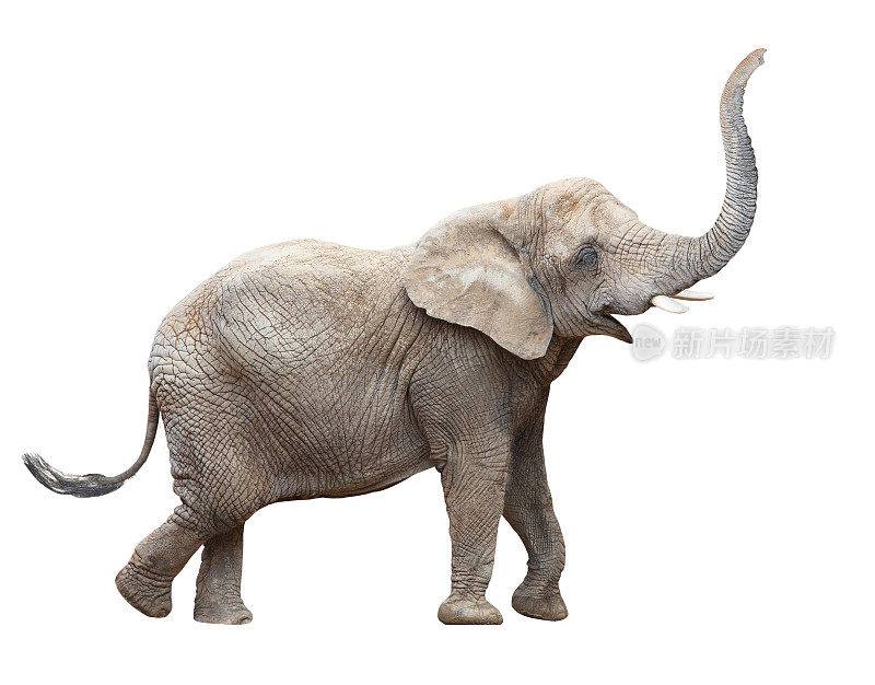 非洲象- Loxodonta非洲雌性。